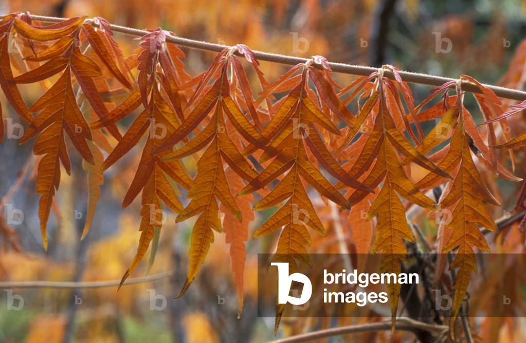 Rhus Typhina Dissecta, Italy