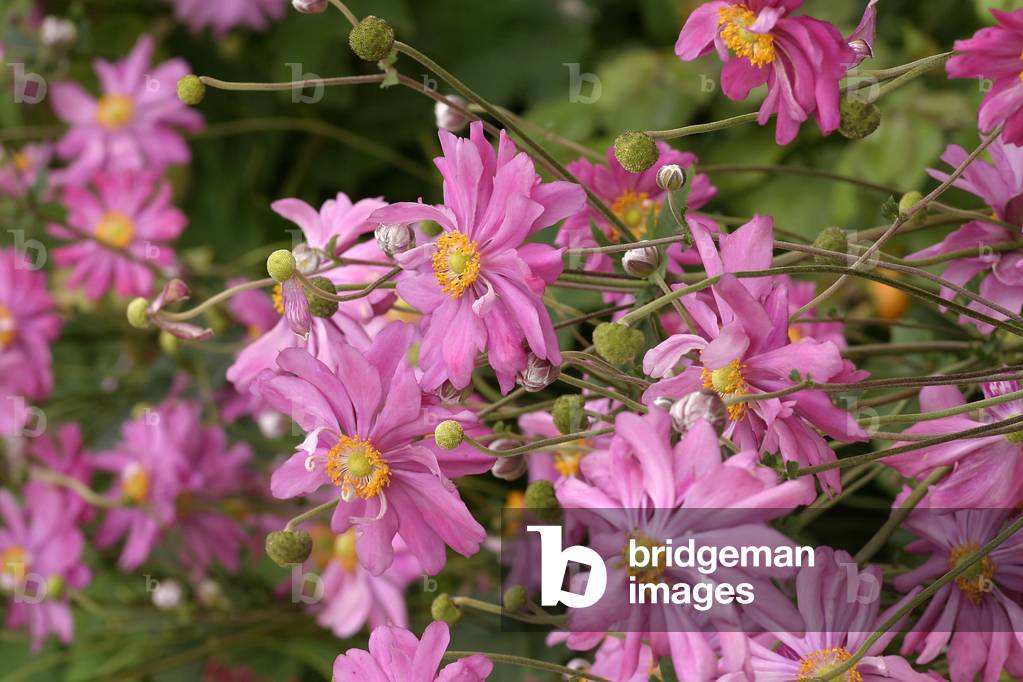 Anemone hupehensis var. japonica “” Pamina”””, english anemone