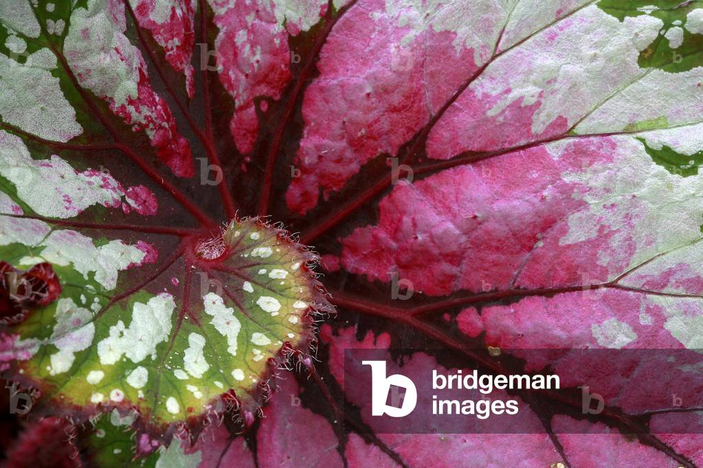 Begonia rex cultorum “Seattle Twist”