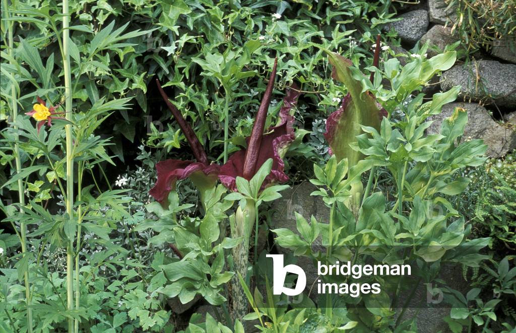 Dracunculus Vulgaris, Italy