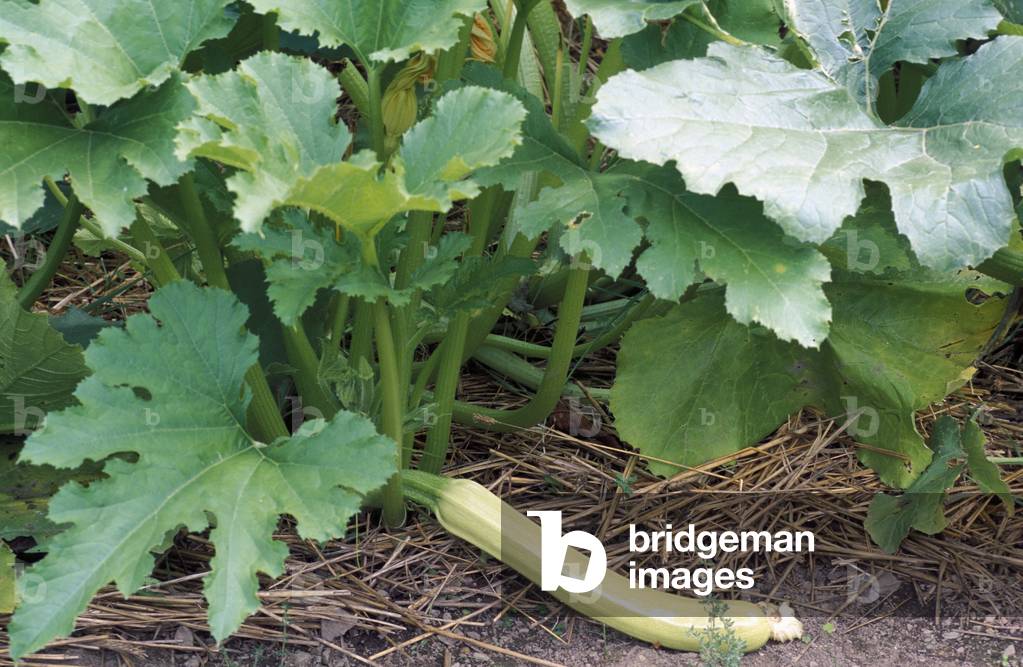Cucurbita pepo “” Long White Bush”