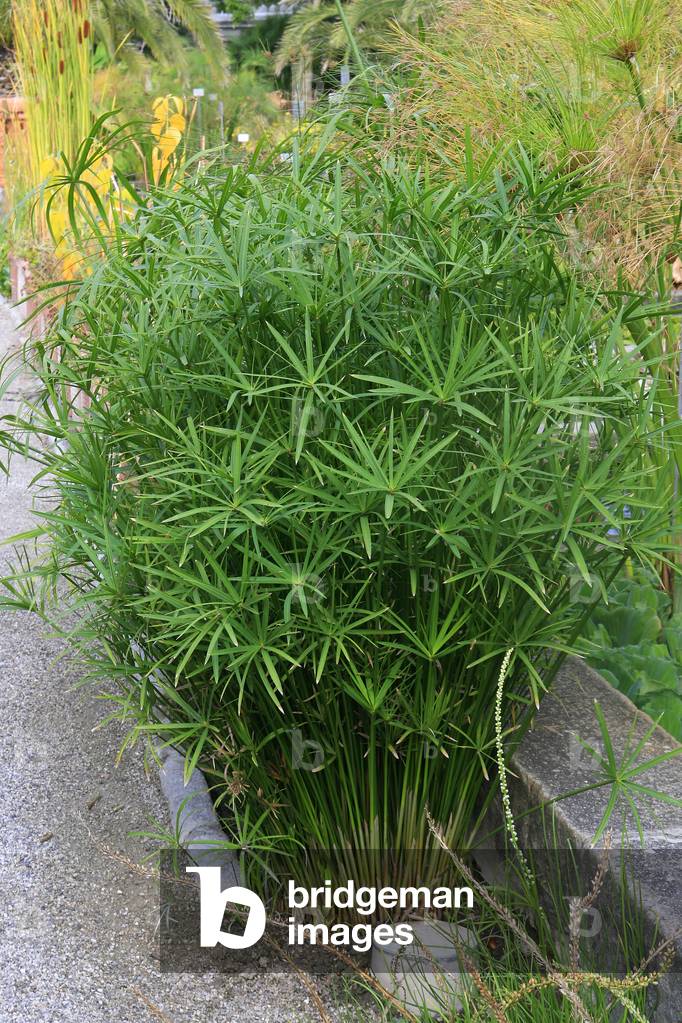 Cyperus alternifolius Gracilis
