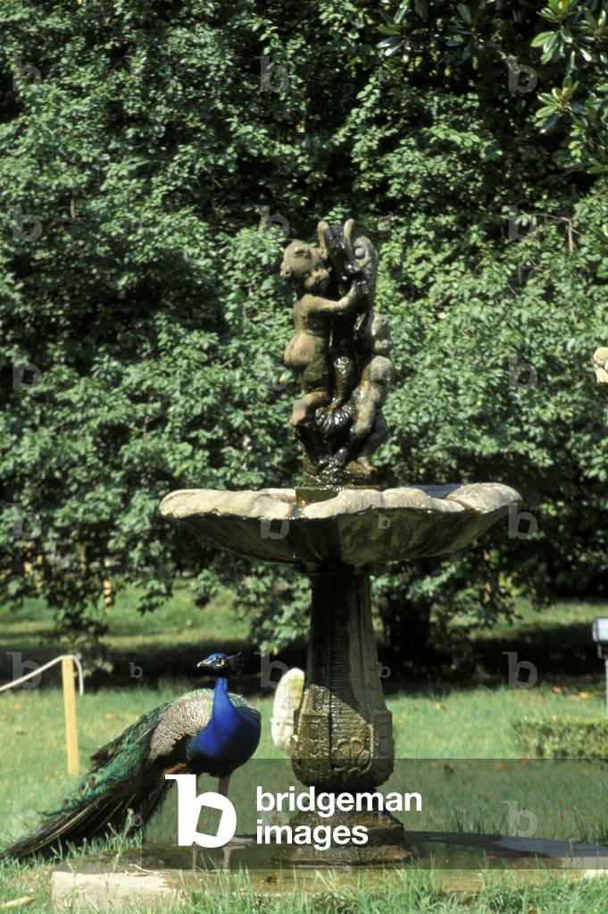 Peafowl, Seriman-Widman villa, Mira, Riviera del Brenta, Veneto, Italy