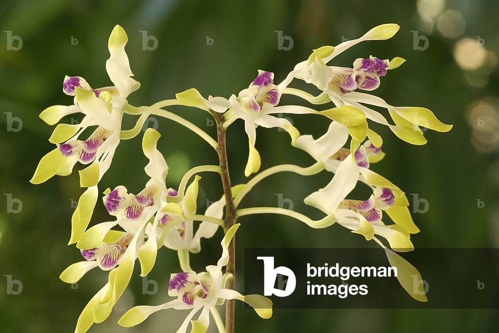 Dendrobium canaliculatum