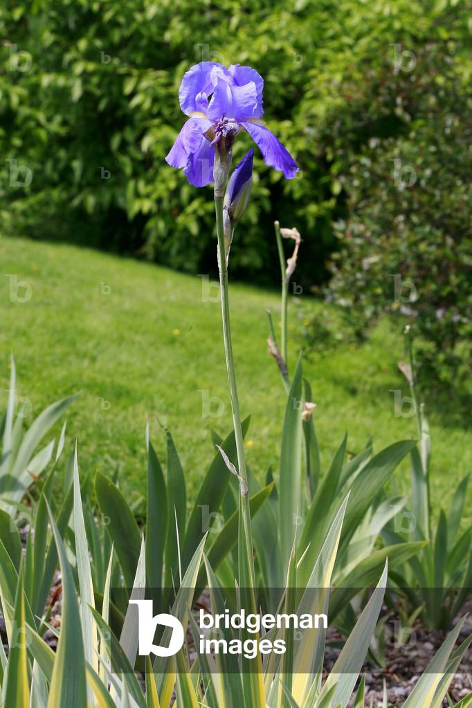 Iris pallida Variegata
