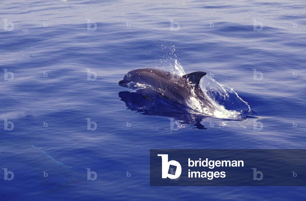 Bottlenosed dolphin, Italy