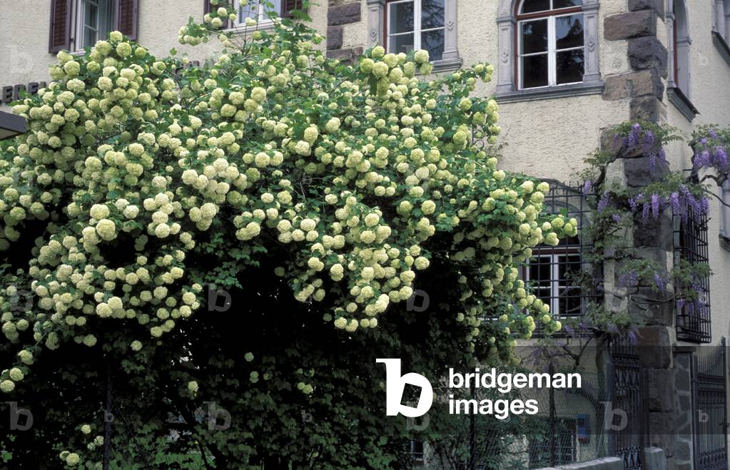Viburnum Opulus, Italy