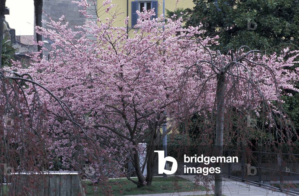 Prunus avium, Italy