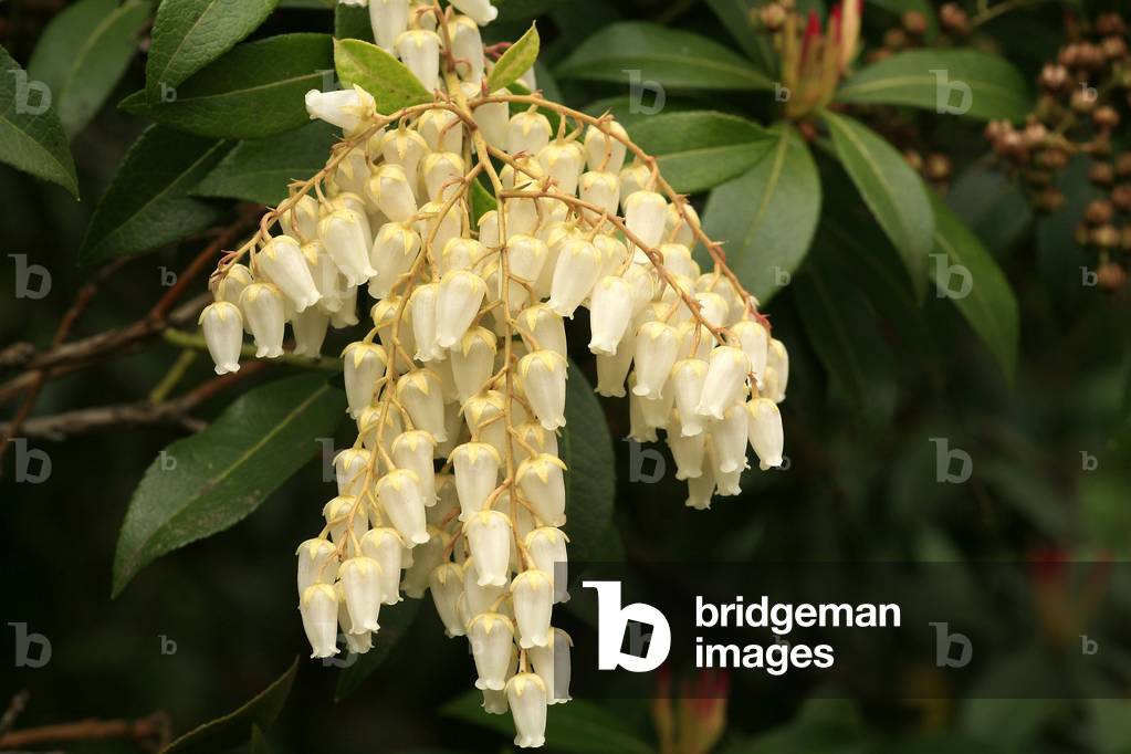 Pieris formosa var. forrestii