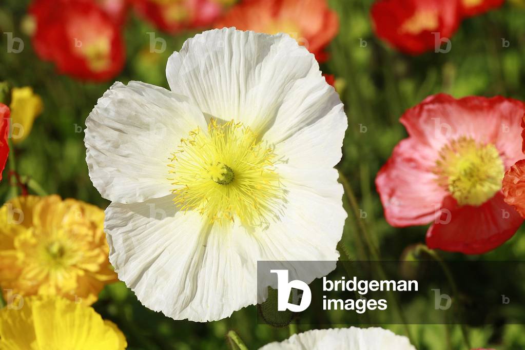 Papaver nudicaule “” Wonderland””
