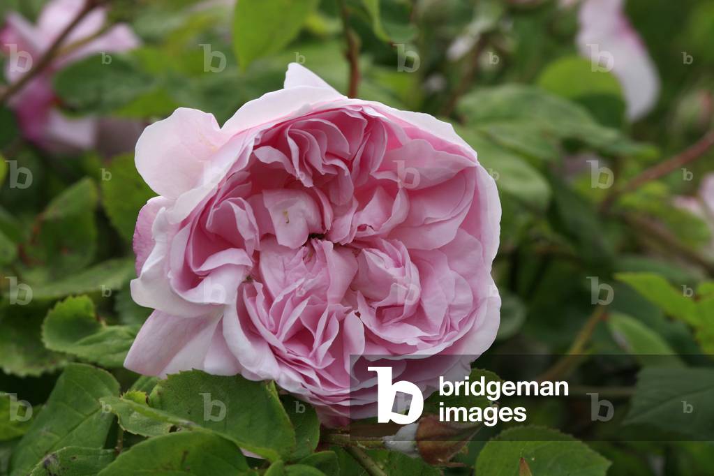 Rosa centifolia Fantin Latour
