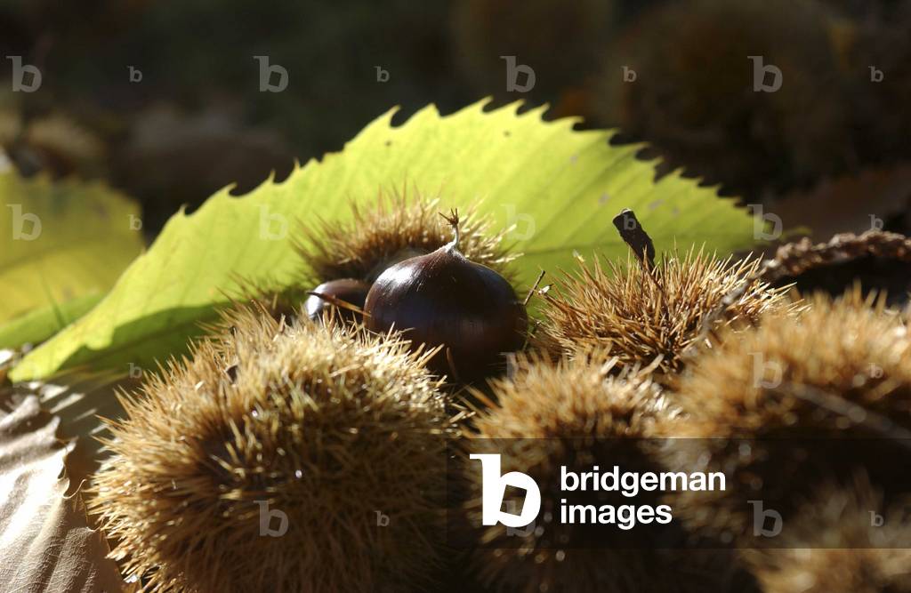Chestnut, Italy