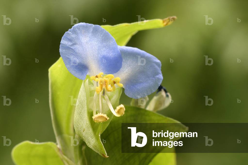 Commelina sp