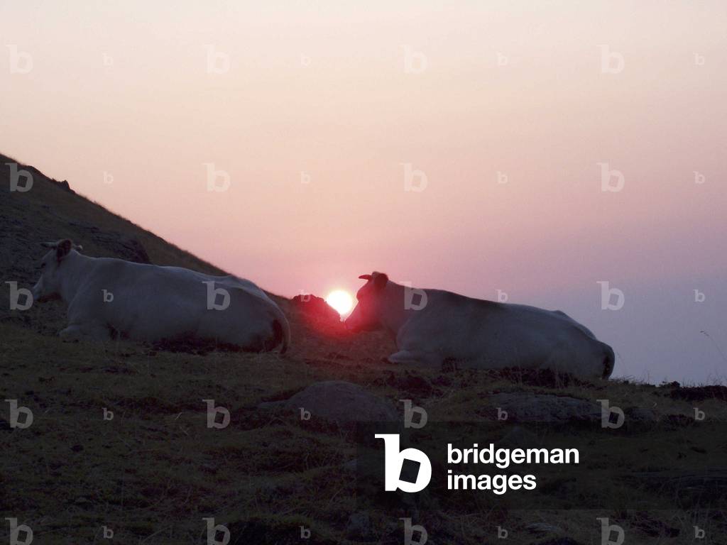 Herd, Alba, Piedmont, Italy