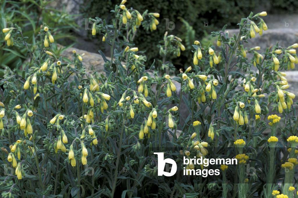 Onosma Tauricum, South Italy, Italy