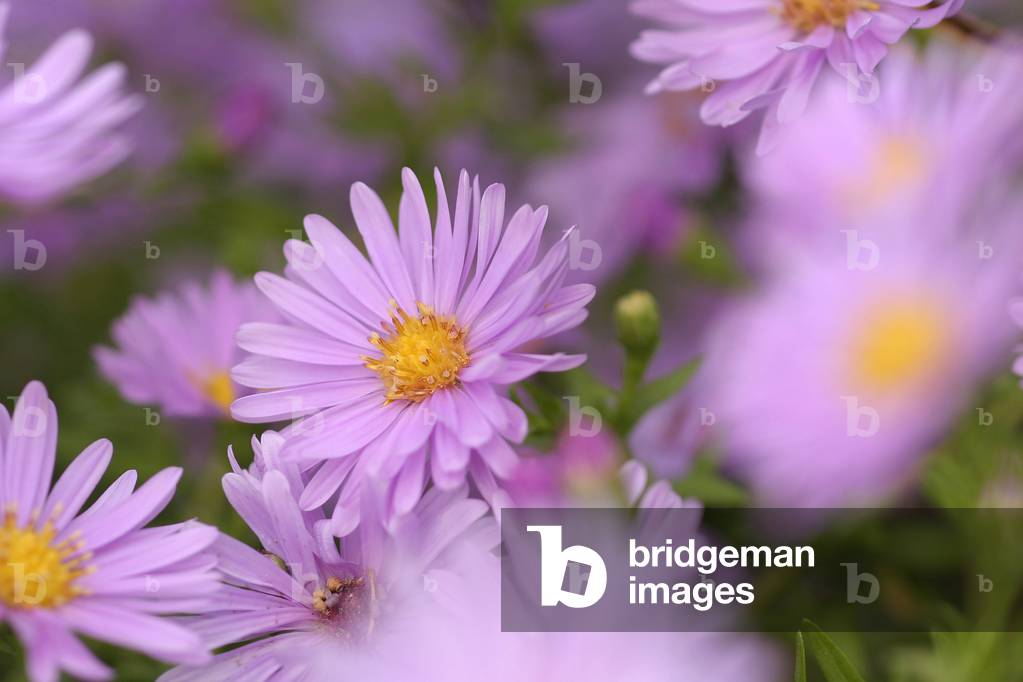 Aster novi-belgian “” Remenbrance””, New York aster
