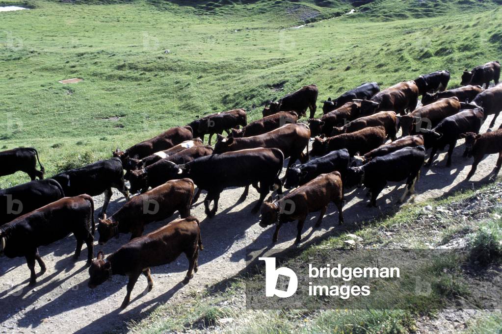 Cows in mountain pasture, Valle d'Aosta, Italy