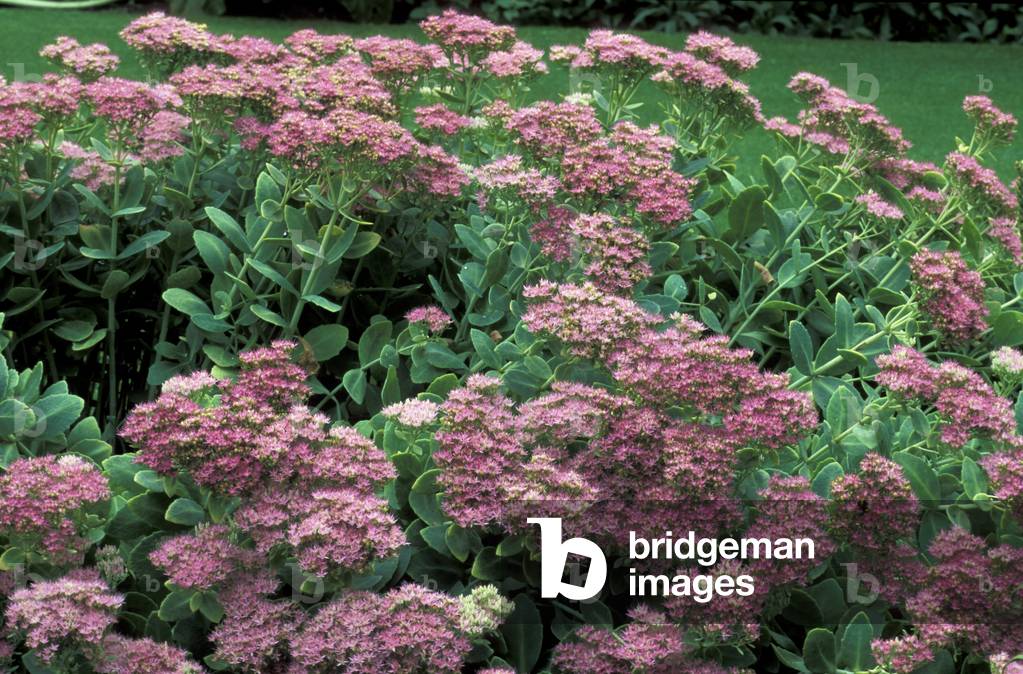 Sedum Spectabile “” Brilliant”