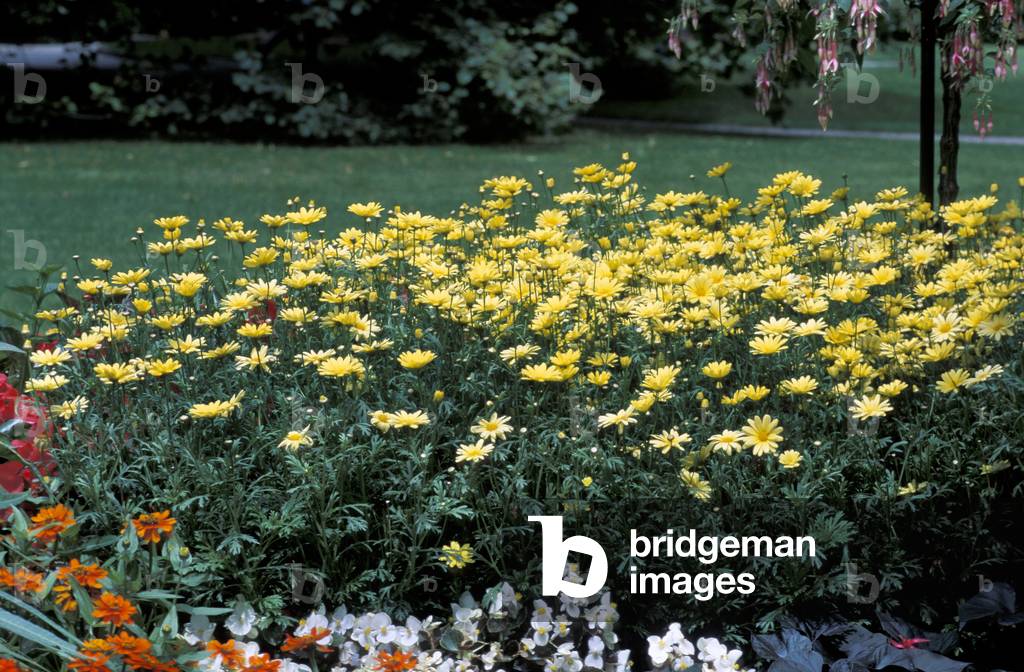 Argyranthemum frutescens “Jamaica primrose””