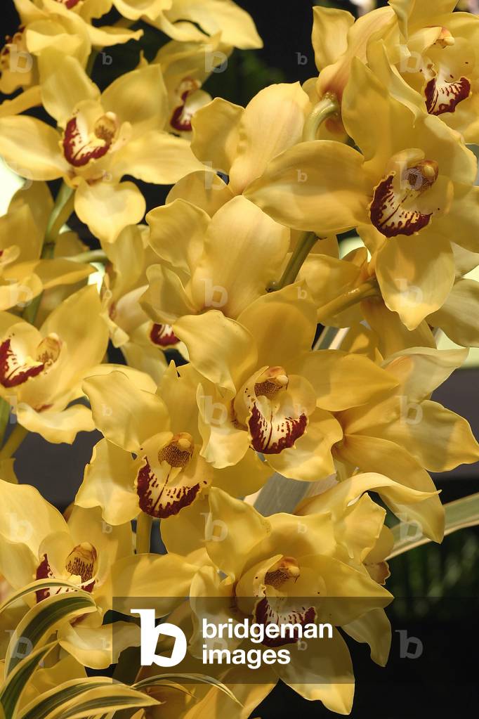 Cymbidium “Goldrun Cooksbridge”