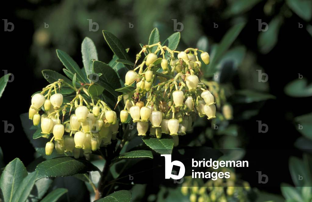 Arbutus Unedo, South Italy, Italy