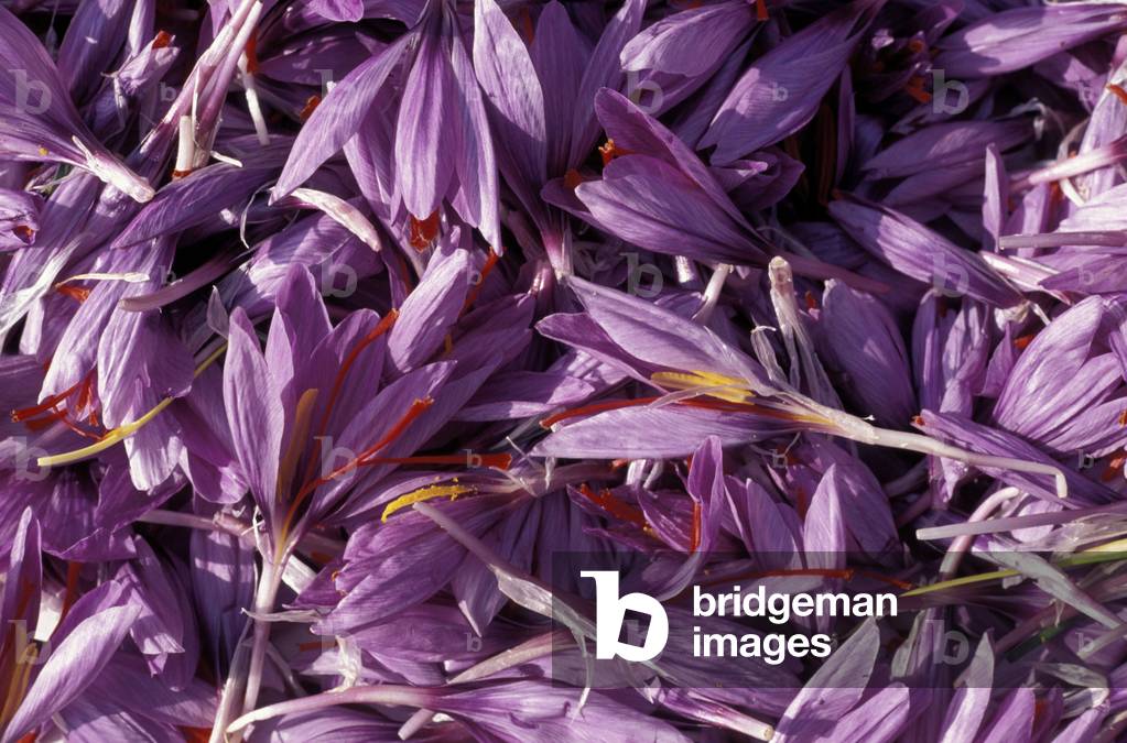 Italy, Abruzzo, Navelli, crocus sativus flowers