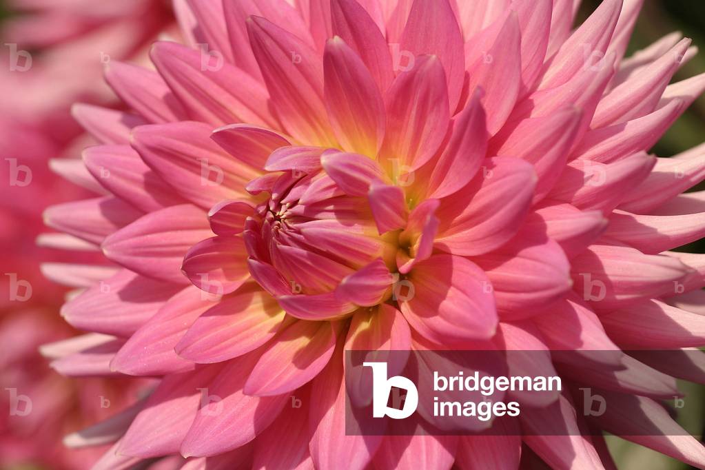 Dahlia “Heidehof””