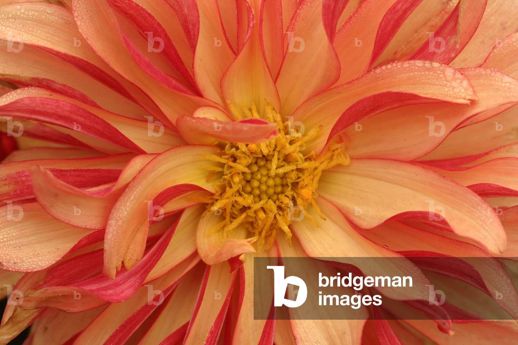 Dahlia “Gallery Art Deco””