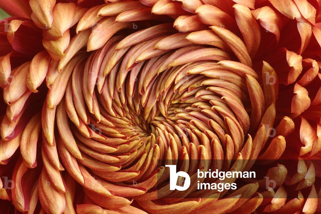 Chrysanthemum, hybrid