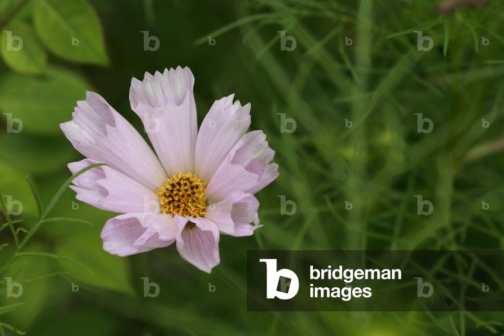Cosmos bipinnatus “Sea Shells””