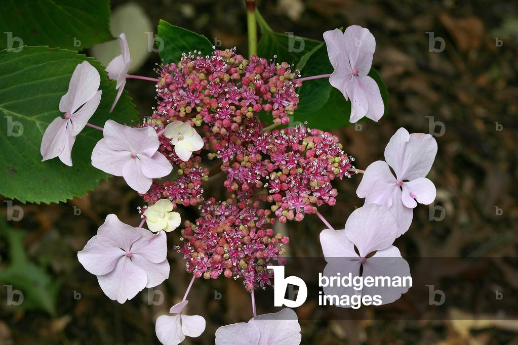 Hydrangea macrophylla Pax