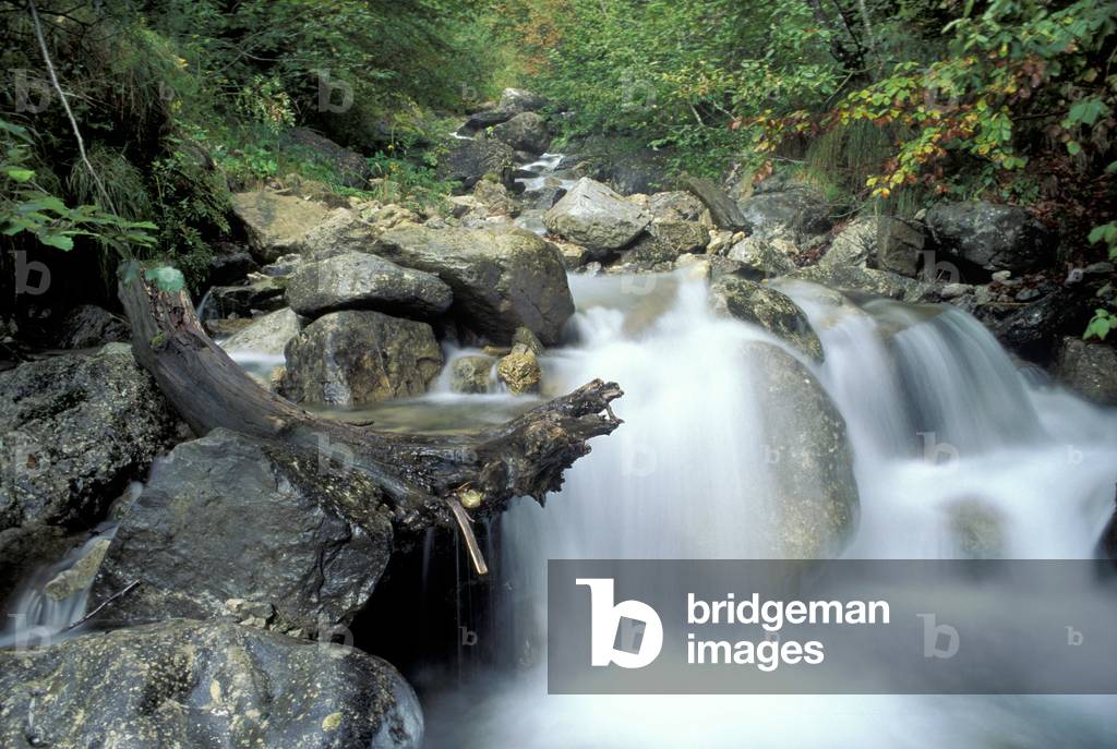 Mountain stream, Prealpi, Italy