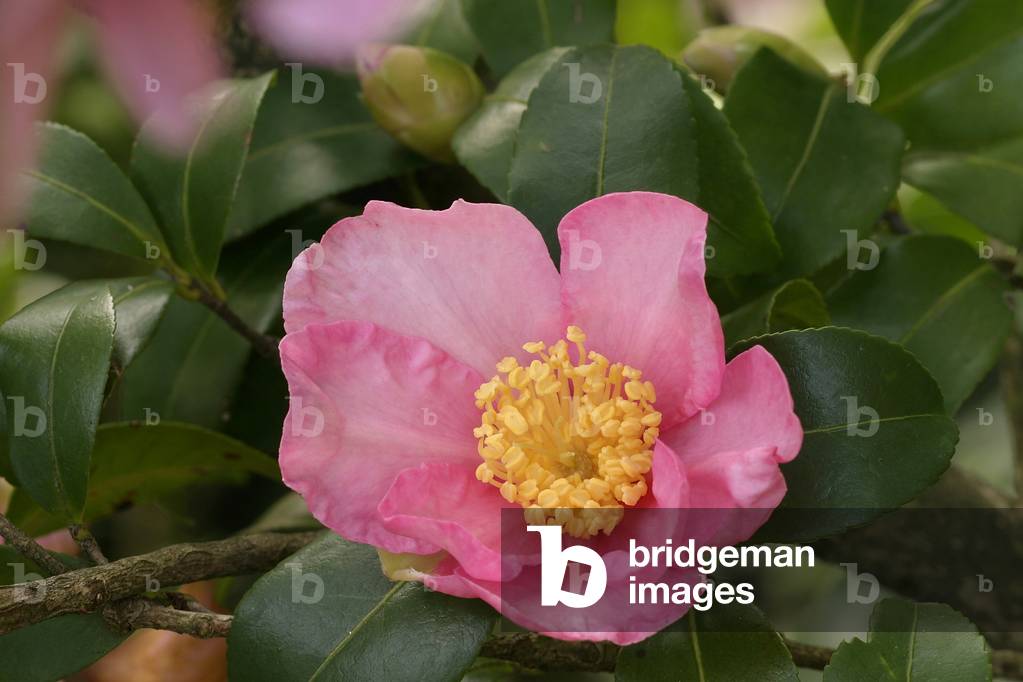 Camellia sasanqua “Hana Jiman”