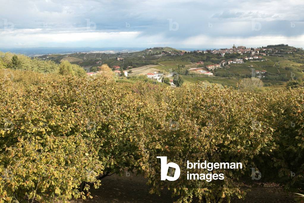 Hazels, Mango, Langhe, Piedmont, Italy