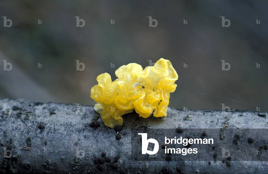 Tremella Mesenterica, Italy