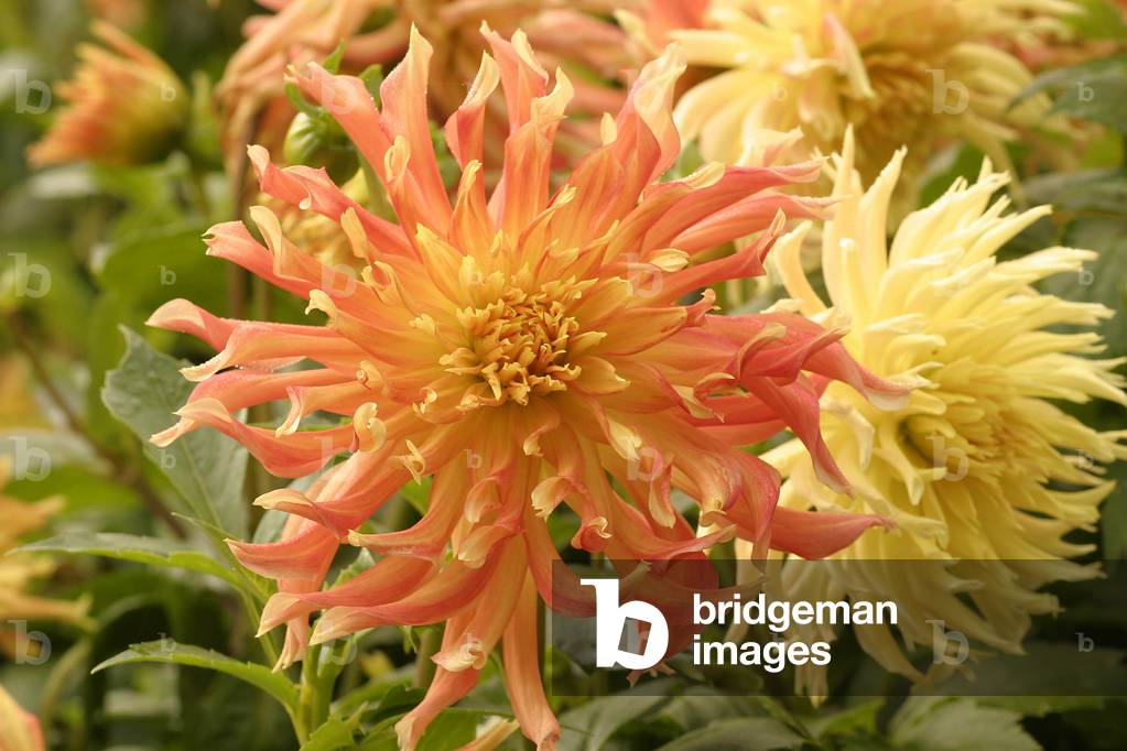 Dahlia “” Spark””