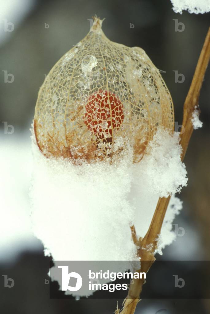 Snow on winter cherry, Italy