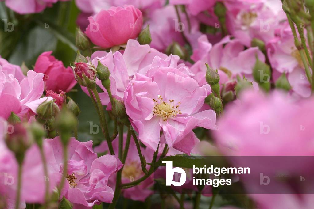 Rosa polyantha, Italy