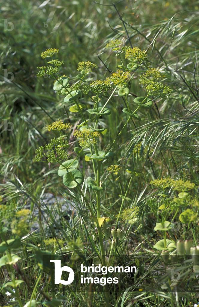 Smyrnium Rotundifolium, South Italy, Italy
