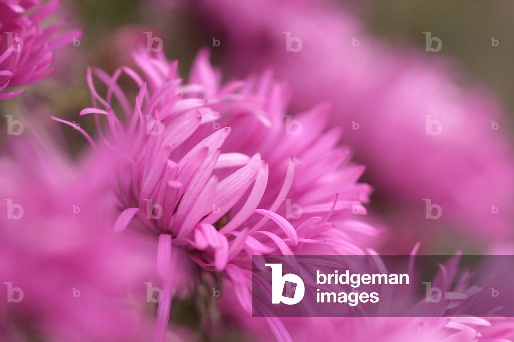 Aster novae-angliae “” Quinton Menzies””, New England aster