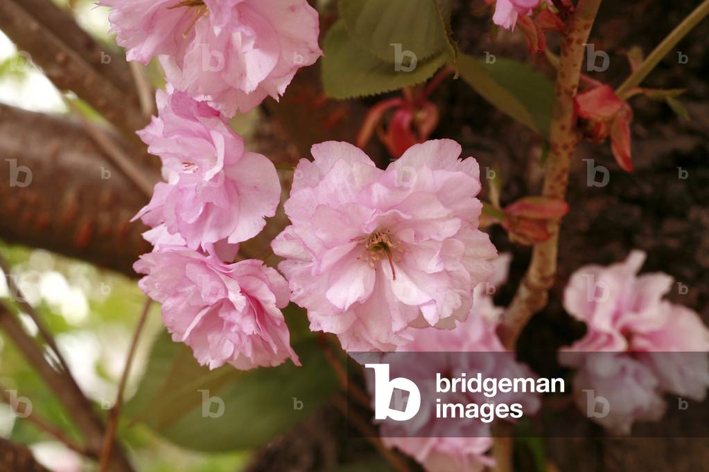 Prunus serrulata “” Kanzan””