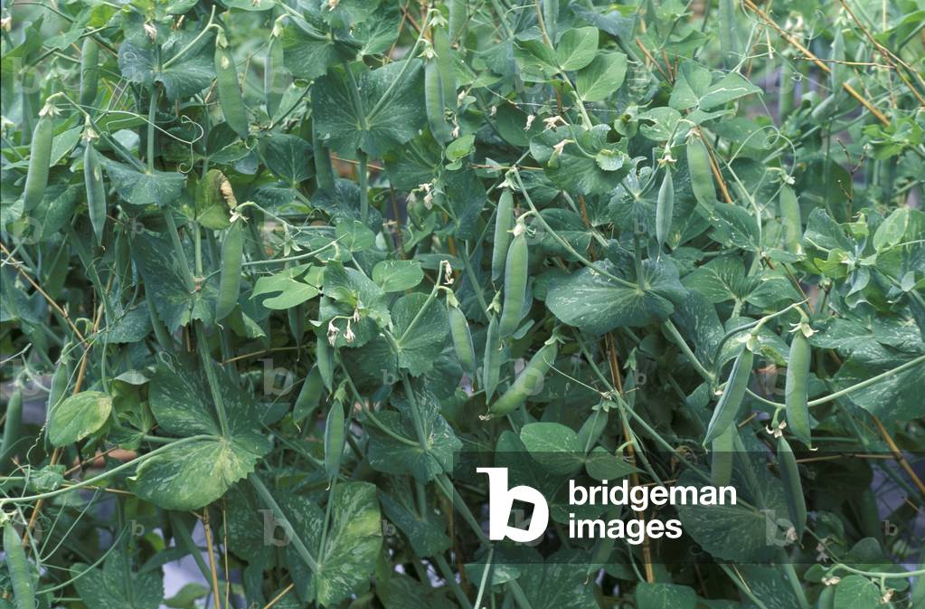 Pisum Sativum, Peas, Italy