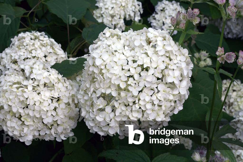 Hydrangea arborescens Annabelle 