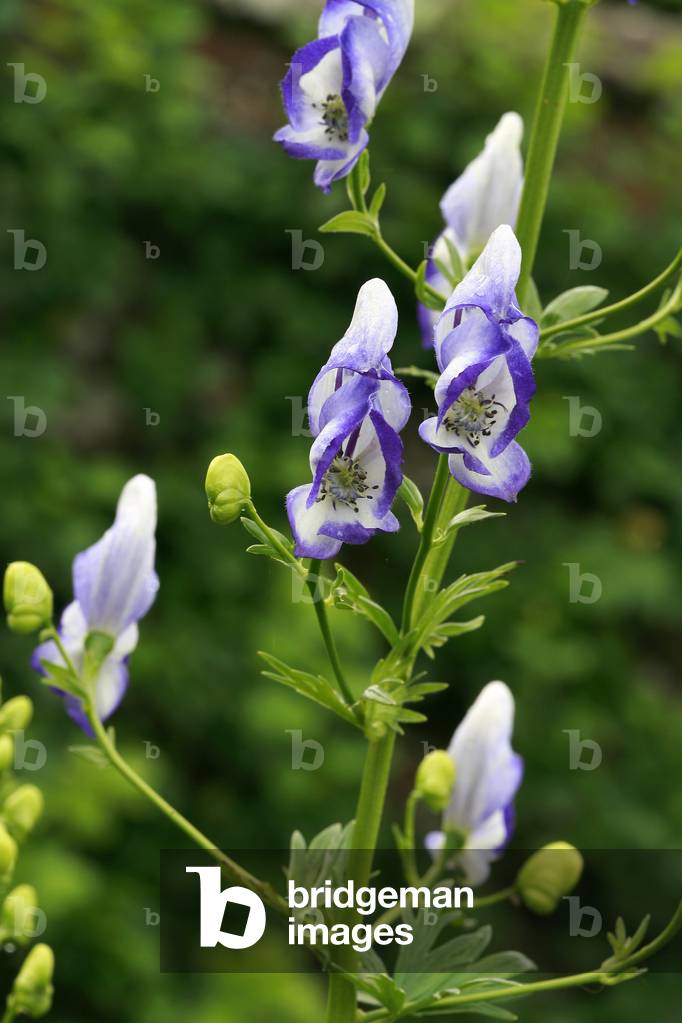 Aconitum x stoerkianum “” Bicolor”