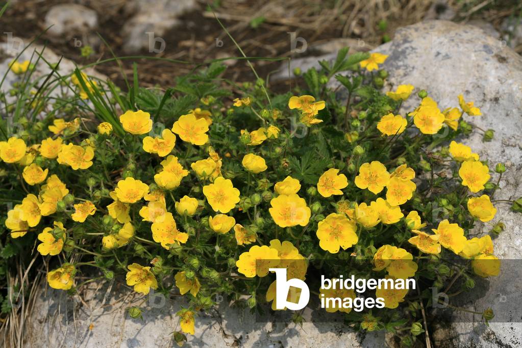 Potentilla crantzii