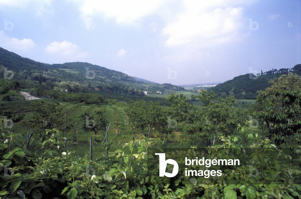 Landscape, Colli Berici, Veneto, Italy