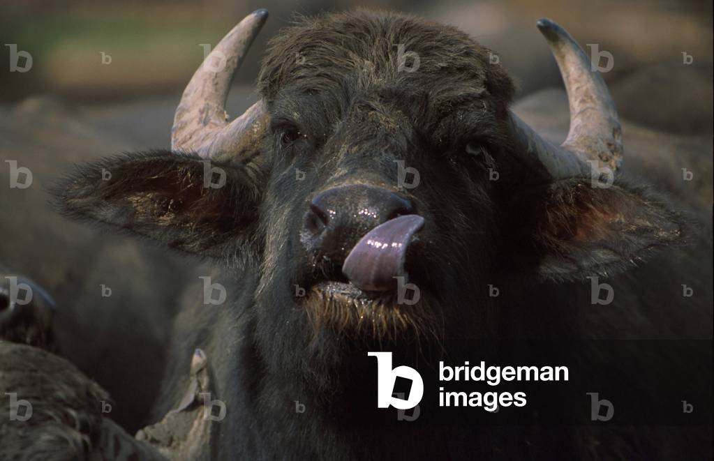 Portrait of a bufala, Italy