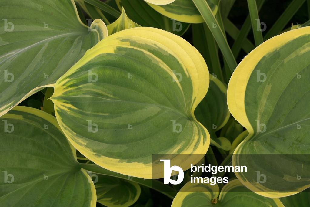 Hosta “” Carnival”