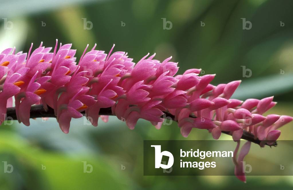 Dendrobium Secundum