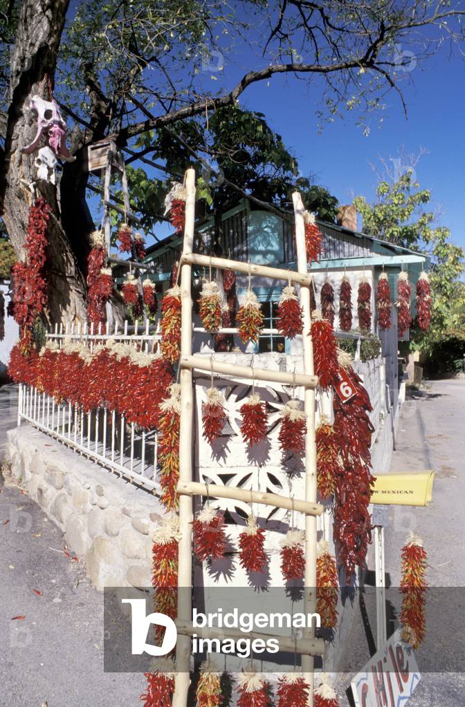 Chile peppers, New Mexico, United States of America, North America